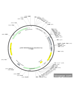 pCMV-MIR330(human)-microRNA-Neo PL21401 MiaoLingBio