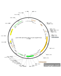 pLV3-CMV-anti-CD19-CAR-3×FLAG-CopGFP-Puro PL20170 MiaoLingBio