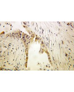 EEF1B2 Polyclonal antibody 10483-1-AP proteintech