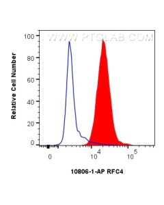 RFC4 Polyclonal antibody 10806-1-AP proteintech