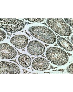 YPEL5 Polyclonal antibody 11730-1-AP proteintech