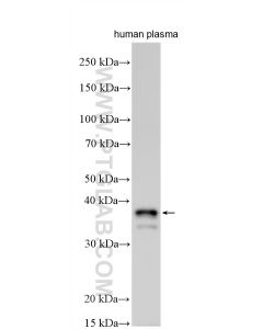 Ficolin 1 Polyclonal antibody 11775-1-AP proteintech