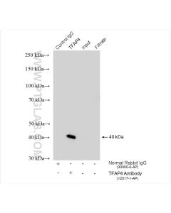 TFAP4 Polyclonal antibody 12017-1-AP proteintech