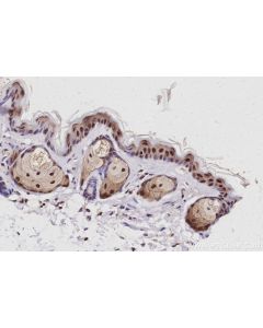 EXOSC1 Polyclonal antibody 12585-1-AP proteintech