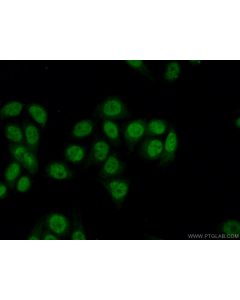 HELIOS Polyclonal antibody 13554-1-AP proteintech