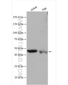 Cytohesin 1 Polyclonal antibody 14217-1-AP proteintech