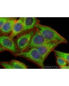 Bif-1 Polyclonal antibody 15422-1-AP proteintech
