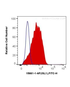 Islet 1 Polyclonal antibody 15661-1-AP proteintech