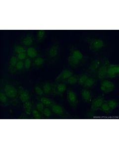 PIAS2 Polyclonal antibody 16074-1-AP proteintech