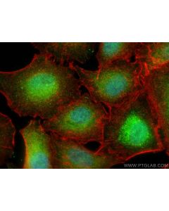 CPNE4 Polyclonal antibody 16075-1-AP proteintech