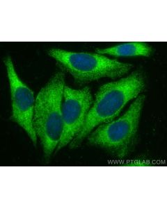 MOCOS Polyclonal antibody 16395-1-AP proteintech