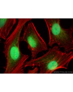 RTF2 Polyclonal antibody 16633-1-AP proteintech