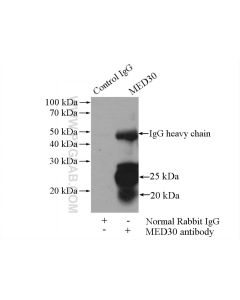 MED30 Polyclonal antibody 16787-1-AP proteintech