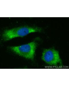 NUDT12 Polyclonal antibody 17487-1-AP proteintech