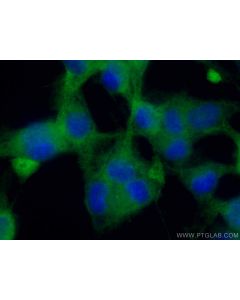 Dynamin 1 Polyclonal antibody 18205-1-AP proteintech