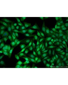 IRF2BP2 Polyclonal antibody 18847-1-AP proteintech