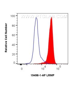 LRMP Polyclonal antibody 19498-1-AP proteintech