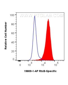 RTCB-Specific Polyclonal antibody 19809-1-AP proteintech