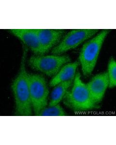 WDR55 Polyclonal antibody 20786-1-AP proteintech