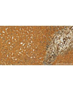 EPS15R Polyclonal antibody 21243-1-AP proteintech