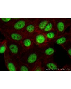 RBM7 Polyclonal antibody 21896-1-AP proteintech