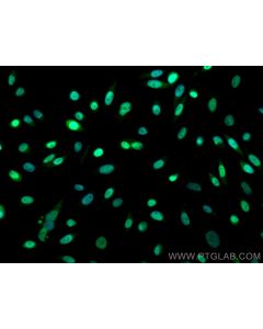 Plakophilin 1 Polyclonal antibody 22632-1-AP proteintech
