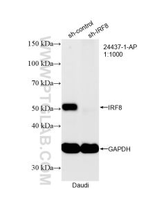 IRF8 Polyclonal antibody 24437-1-AP proteintech