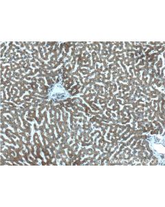 MTF1 Polyclonal antibody 25383-1-AP proteintech