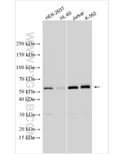 SKA3 Polyclonal antibody 26320-1-AP proteintech