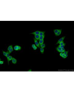 MRPL35 Polyclonal antibody 27339-1-AP proteintech