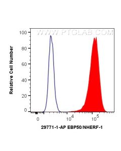EBP50/NHERF-1 Polyclonal antibody 29771-1-AP proteintech