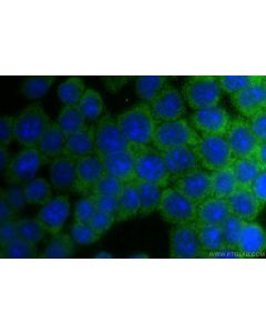 NPY5R Polyclonal antibody 30848-1-AP proteintech