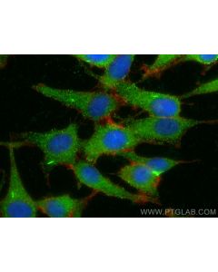 LRRC7 Polyclonal antibody 31040-1-AP proteintech