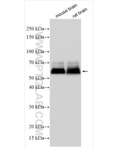 Paralemmin-1 Polyclonal antibody 31637-1-AP proteintech