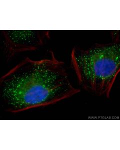 C12orf29 Polyclonal antibody 31647-1-AP proteintech