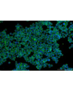 IL-23 Polyclonal antibody 32180-1-AP proteintech