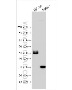IL-27A p28 Polyclonal antibody 32596-1-AP proteintech