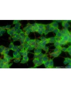 STOX2 Polyclonal antibody 32724-1-AP proteintech