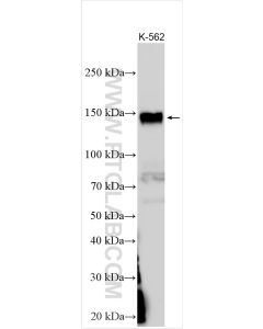 BMP2K Polyclonal antibody 32853-1-AP proteintech
