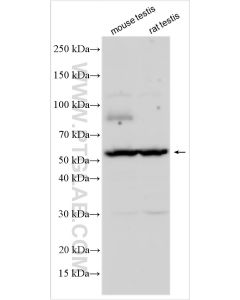 Dectin-1 Polyclonal antibody 33161-1-AP proteintech