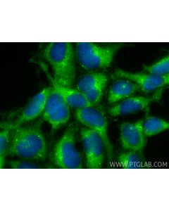 DZIP3 Polyclonal antibody 33563-1-AP proteintech