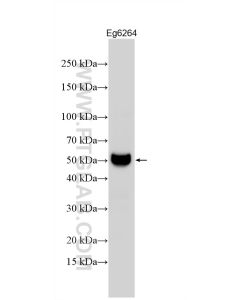 IL-27A p28 Polyclonal antibody 33714-1-AP proteintech