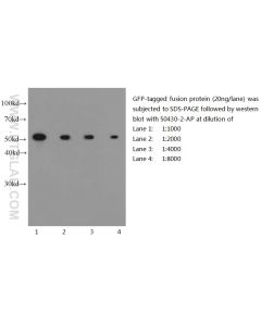 GFP tag Polyclonal antibody 50430-2-AP proteintech