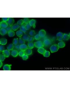 CCBL2 Polyclonal antibody 55476-1-AP proteintech