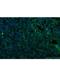 IFITM1-Specific Monoclonal antibody 60074-1-Ig proteintech