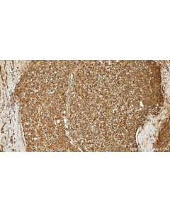 Peroxiredoxin 2 Monoclonal antibody, PBS Only 60202-1-PBS proteintech