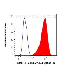 Alpha Tubulin Monoclonal antibody 66031-1-Ig proteintech