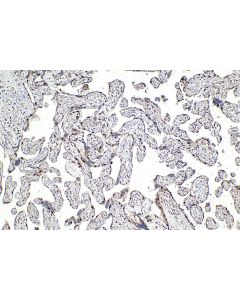 p57Kip2 Monoclonal antibody, PBS Only 66794-1-PBS proteintech