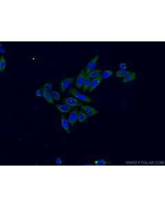 COX-1/Cyclooxygenase-1 Monoclonal antibody 67346-1-Ig proteintech