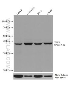 WIF-1 Monoclonal antibody 67904-1-Ig proteintech